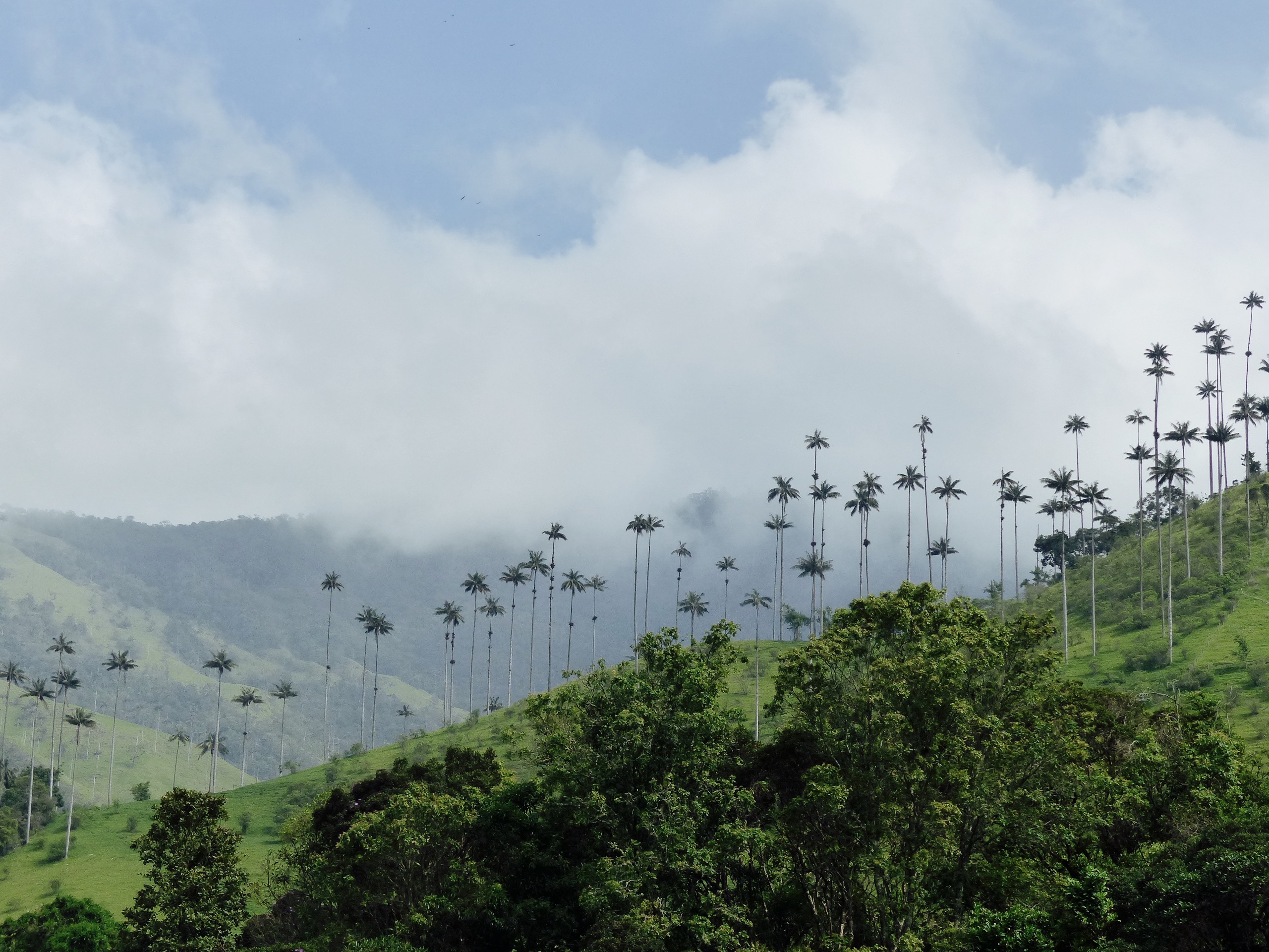 Blog vallée cocora salento colombie