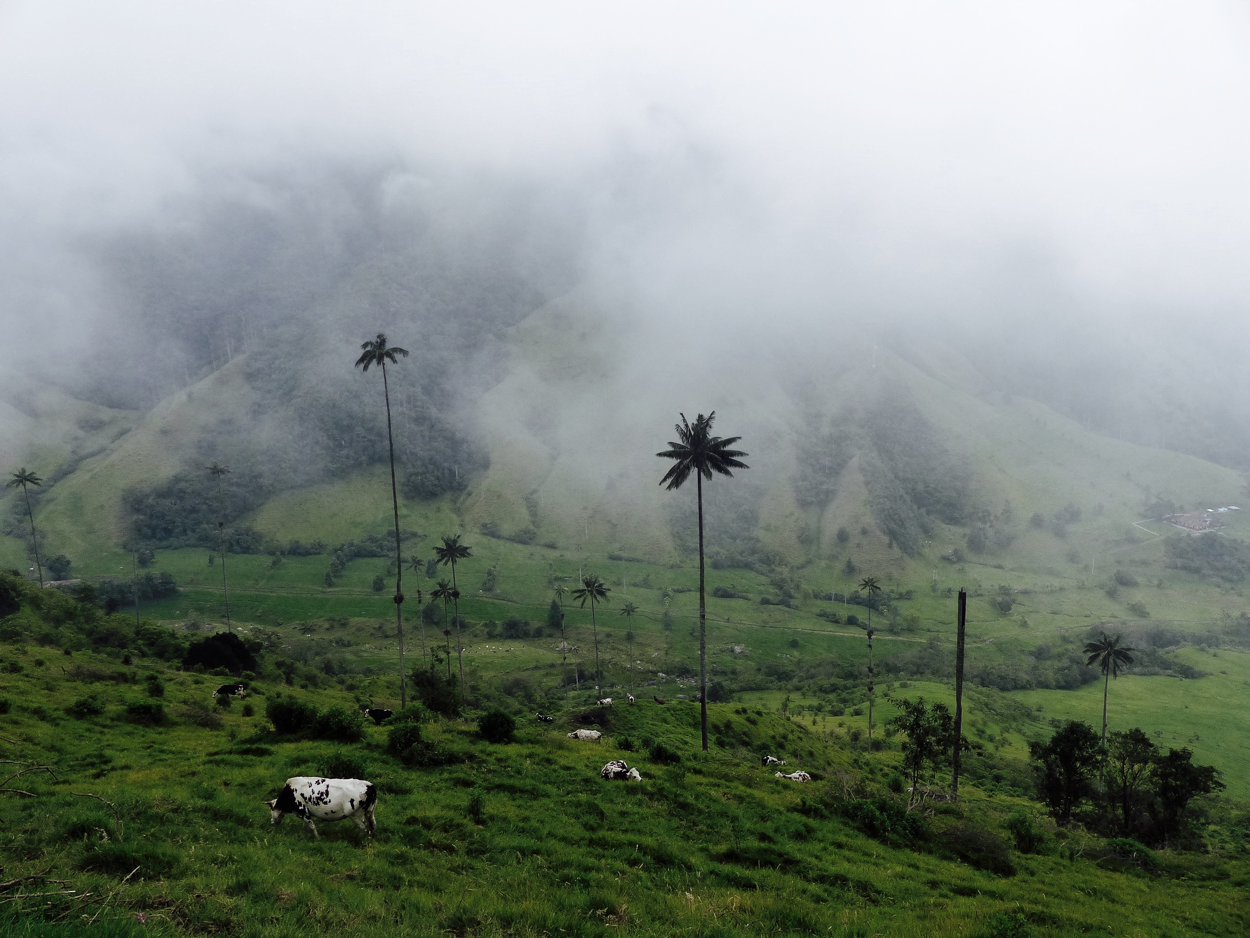 Blog vallée cocora salento colombie