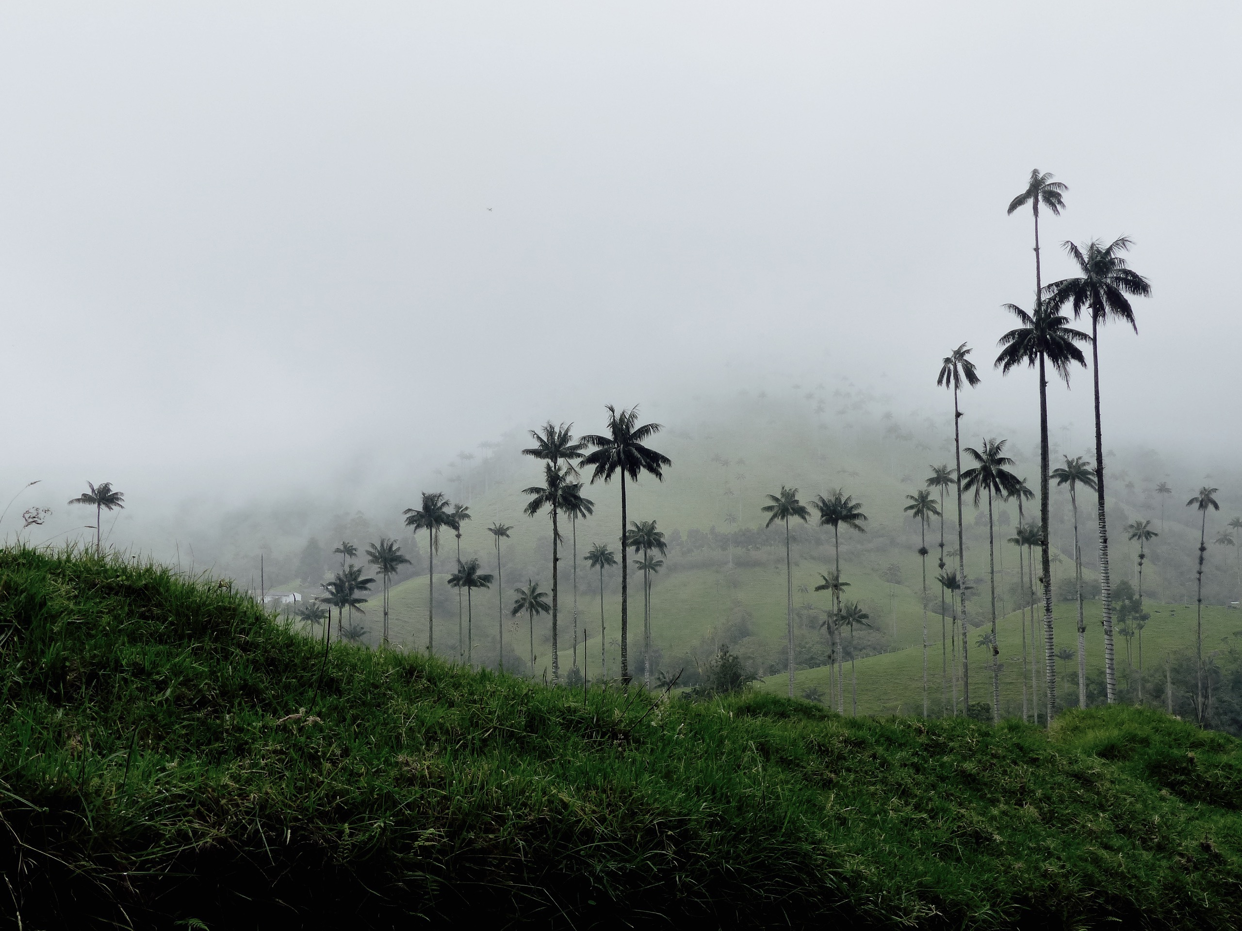 Blog vallée cocora salento colombie