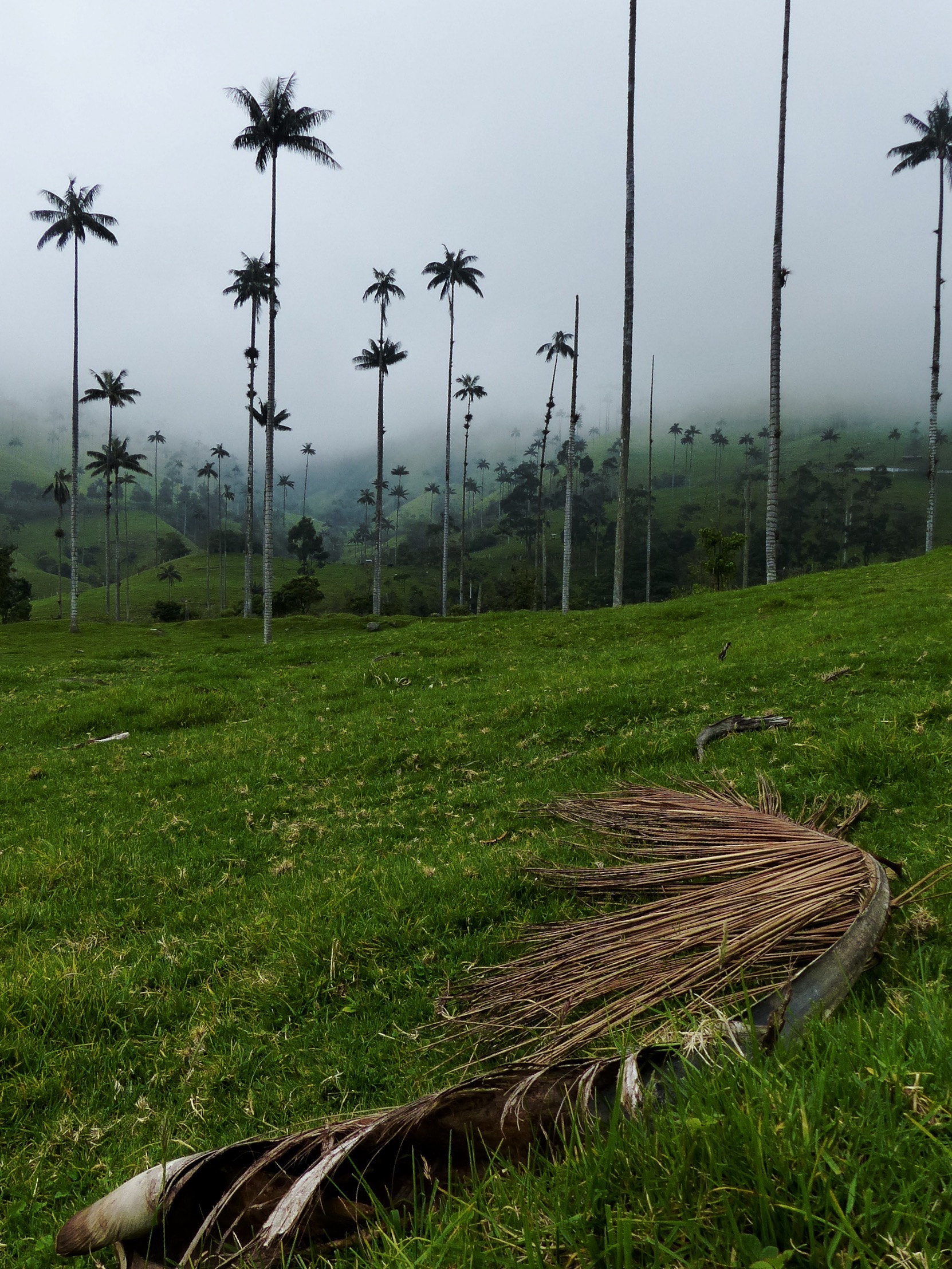 Blog vallée cocora salento colombie