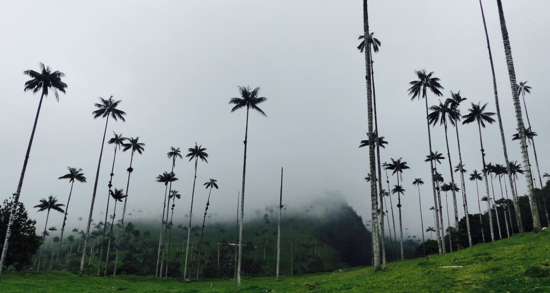 Blog vallée cocora salento colombie