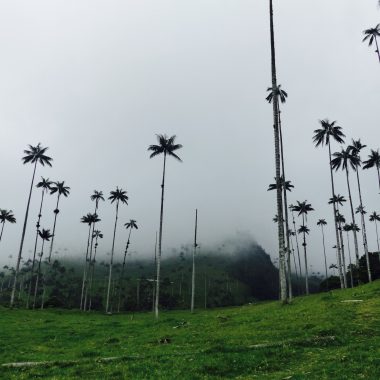 Blog vallée cocora salento colombie