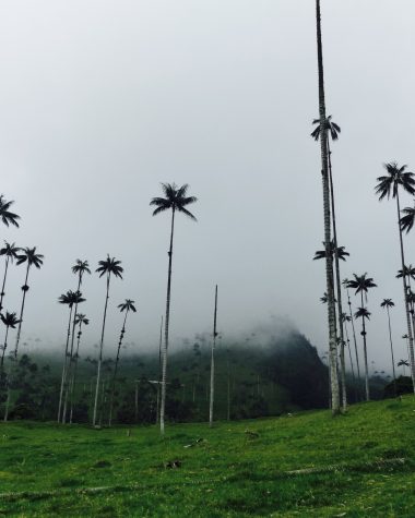 Blog vallée cocora salento colombie