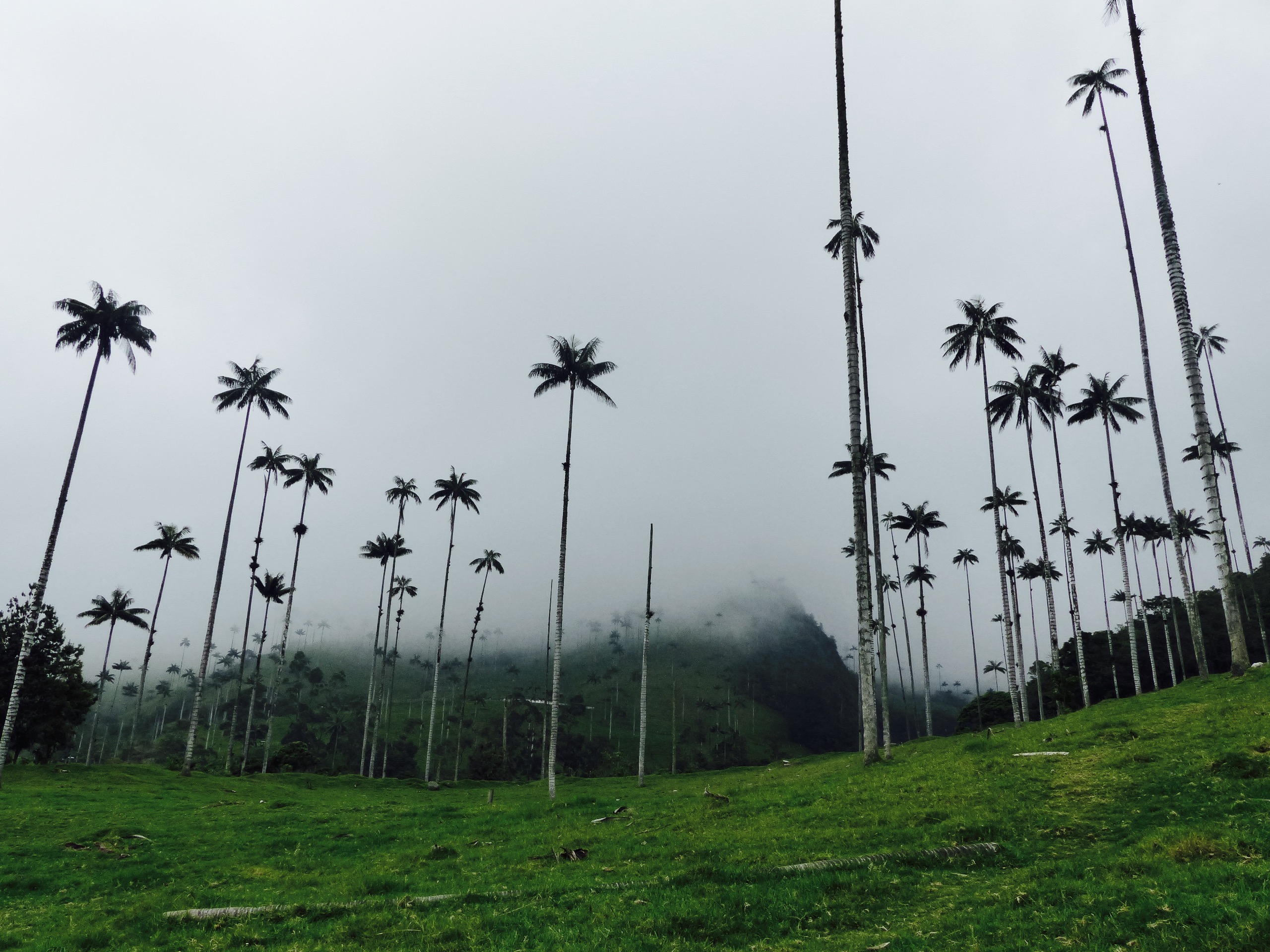 Blog vallée cocora salento colombie