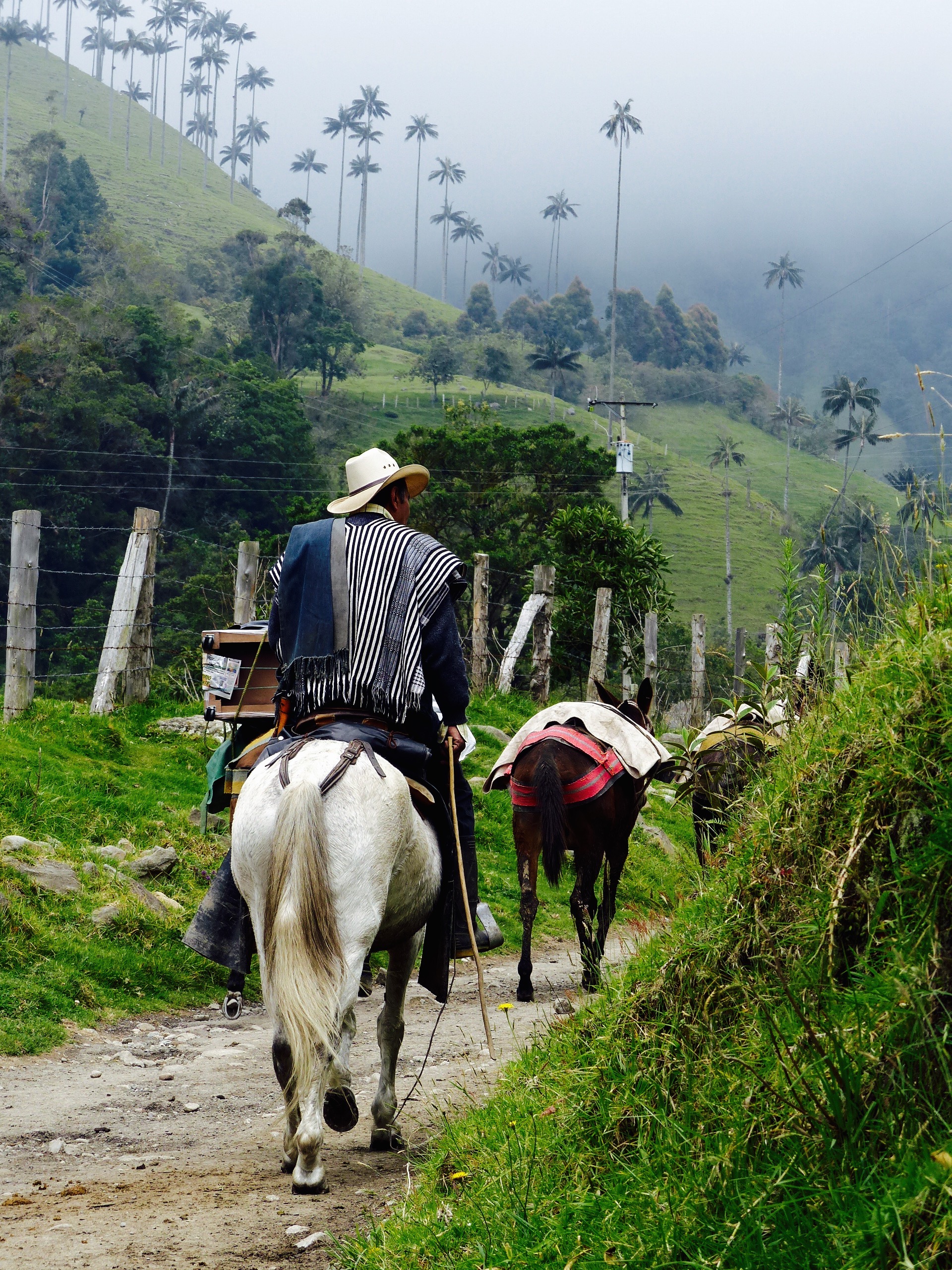 Blog vallée cocora salento colombie