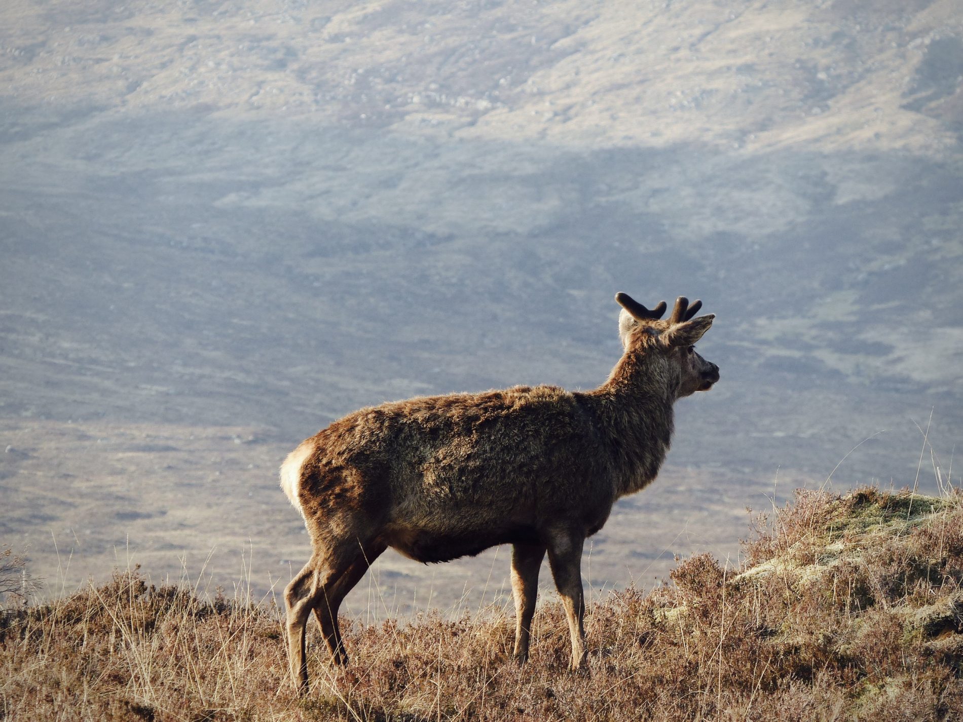 West Highland Way Blog voyage Ecosse