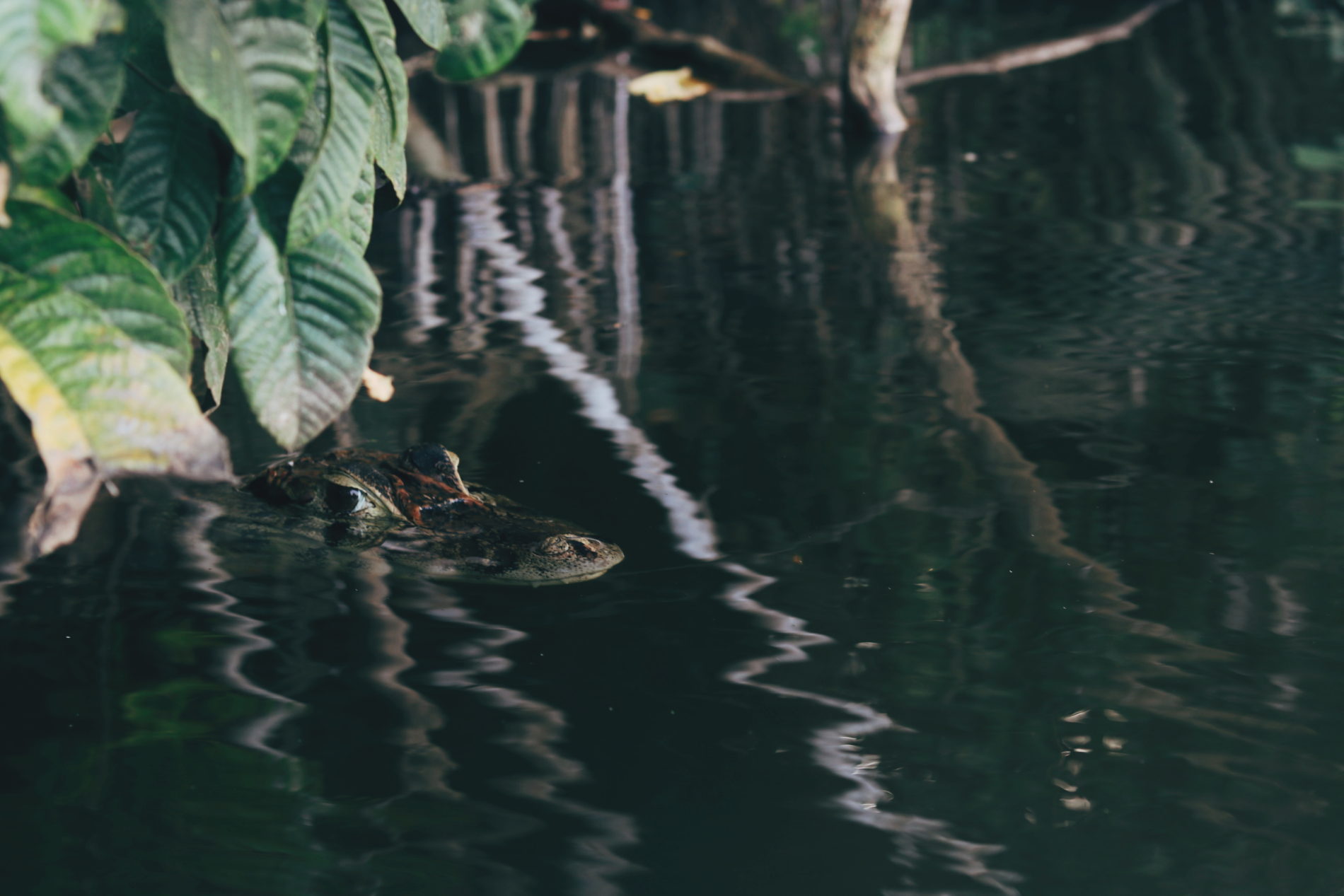 Blog voyage Amazonie Pérou Puerto Maldonado