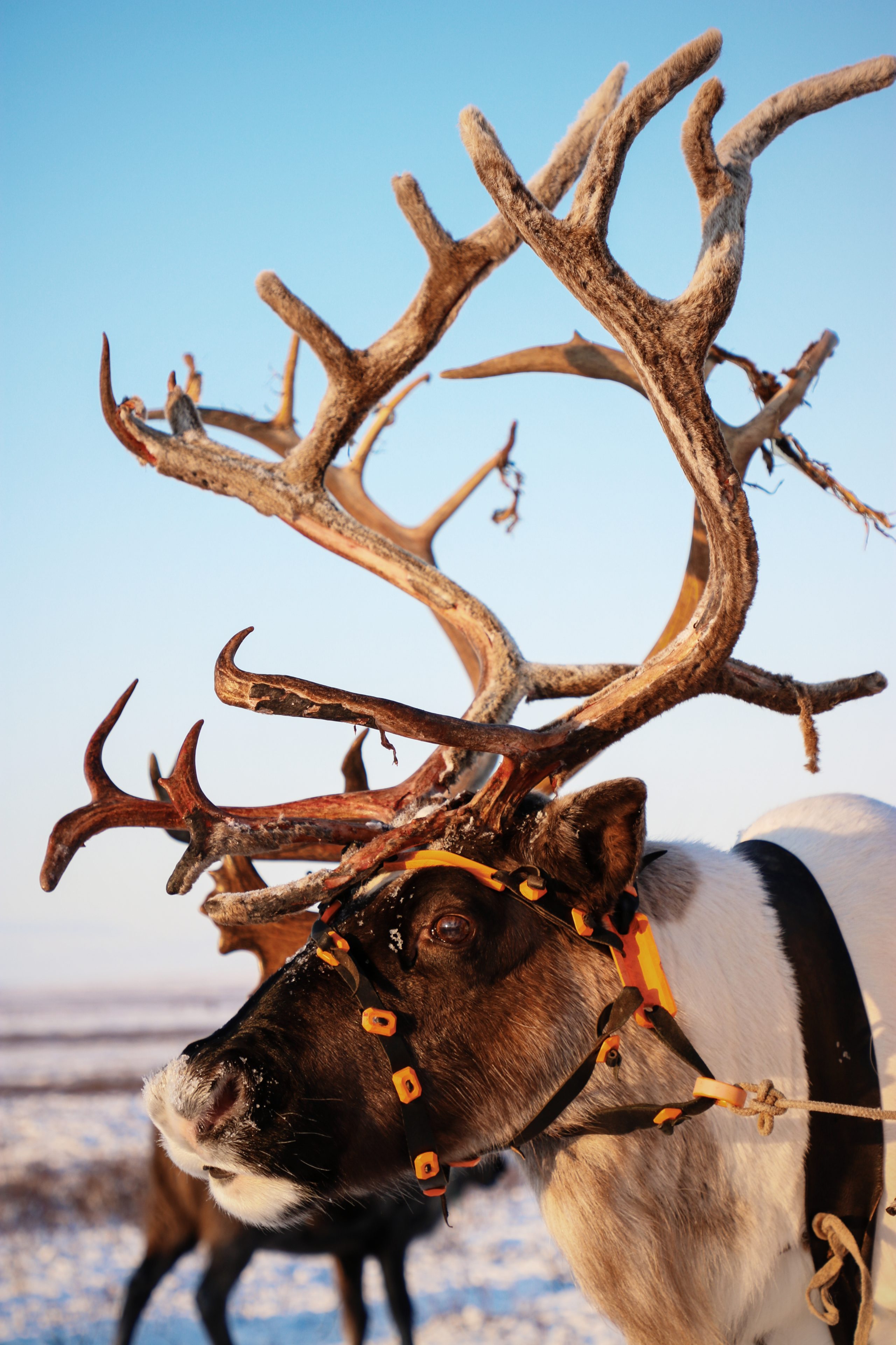 Voyage Yamal Sibérie