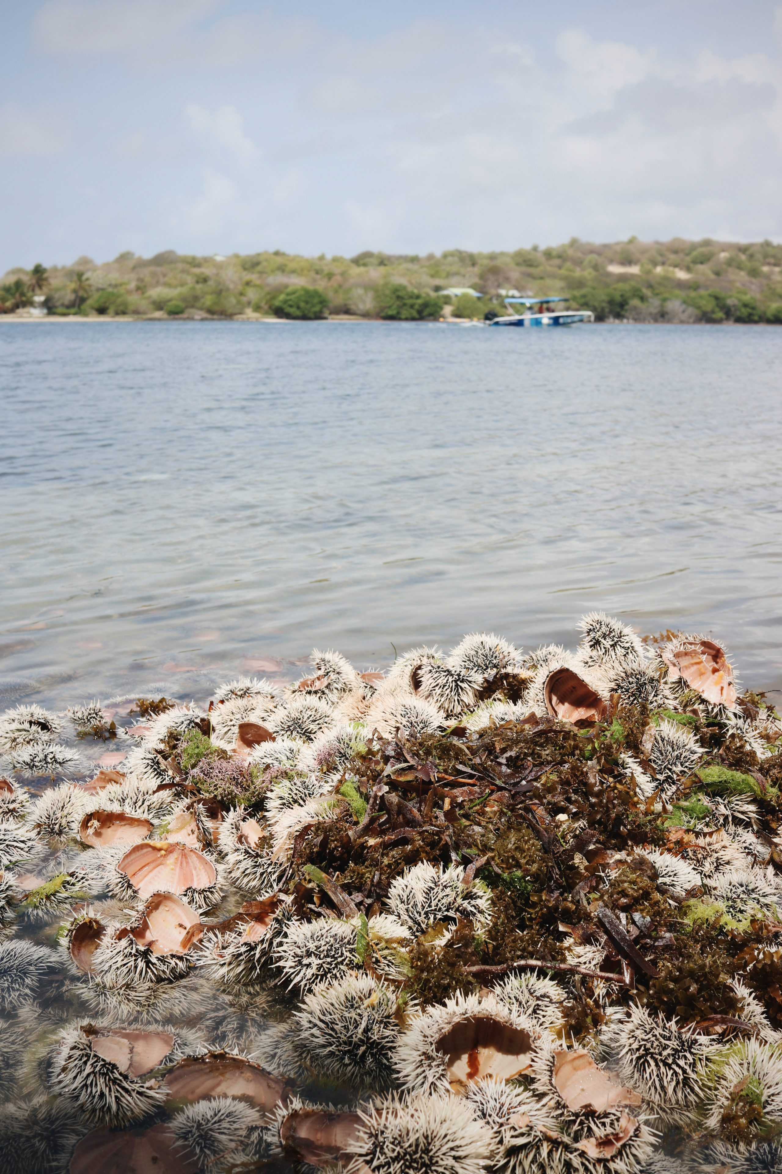 Un voyage en famille en Martinique