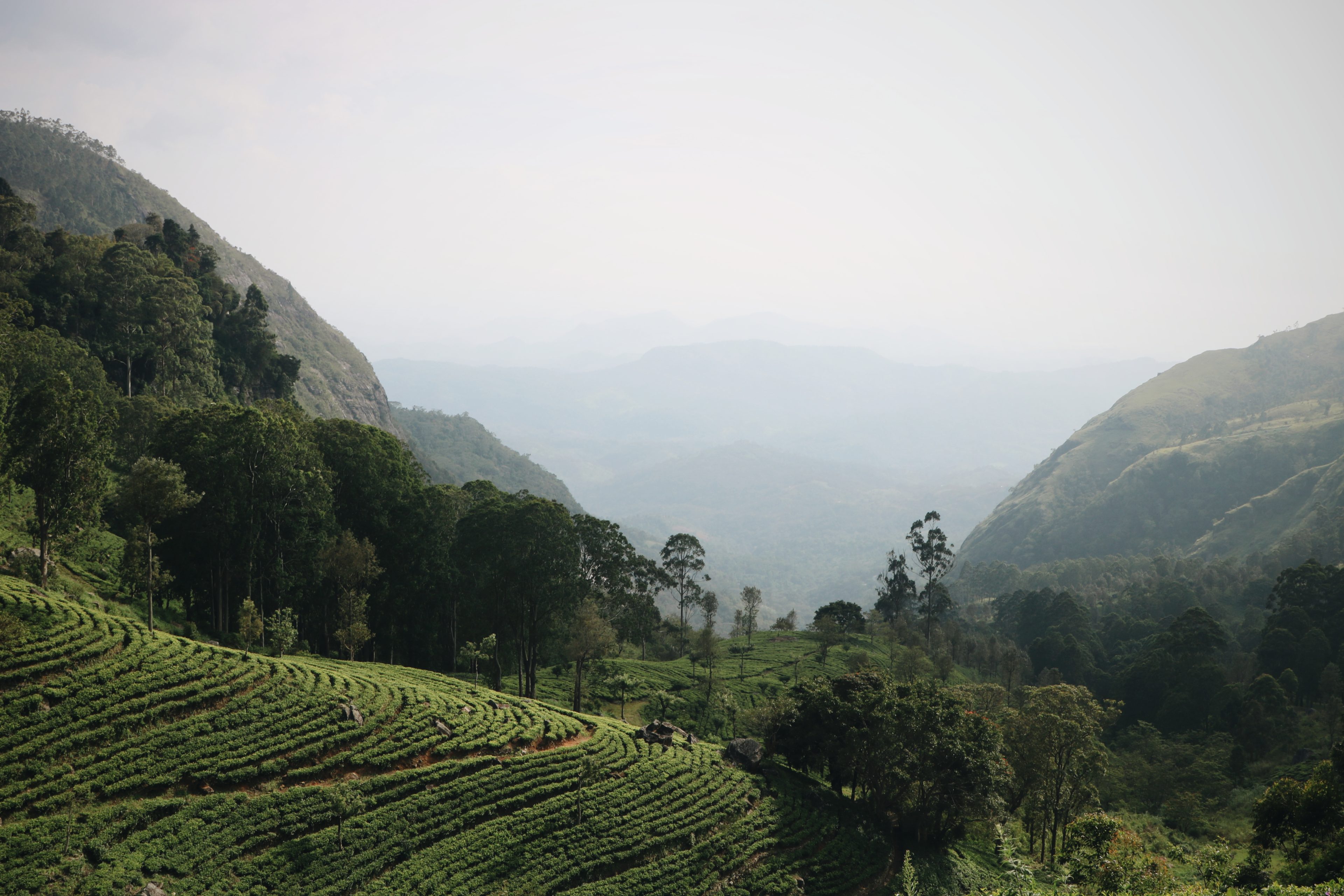 Blog voyage en famille au Sri Lanka