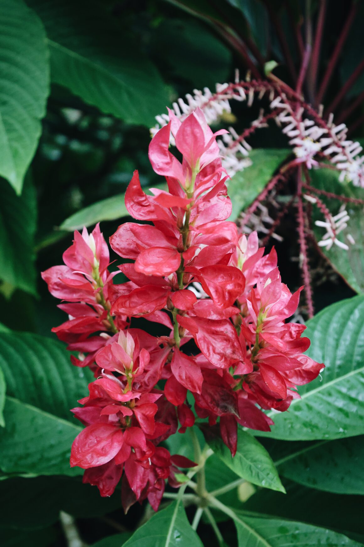 Blog voyage Costa Rica en famille Visiter Tortuguero