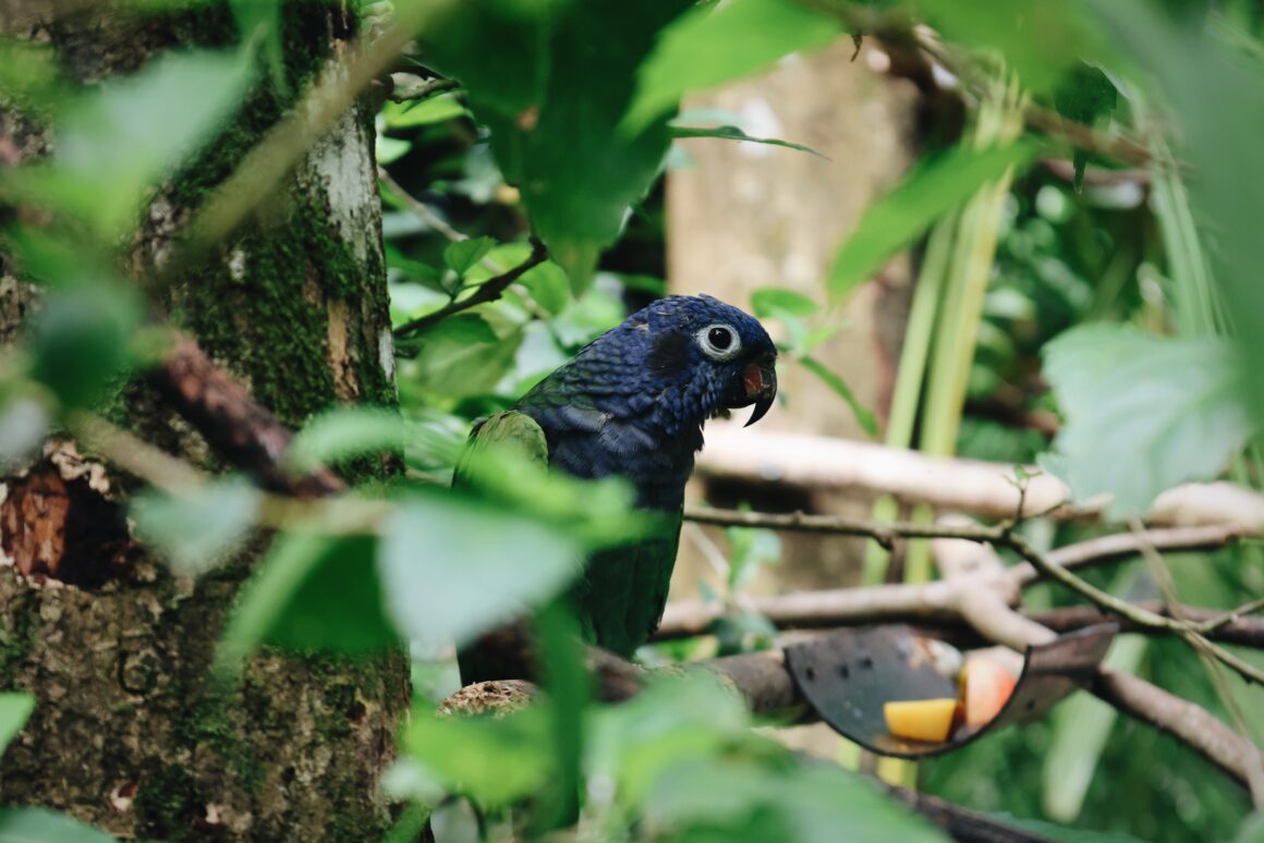 Blog voyage Sarapiqui