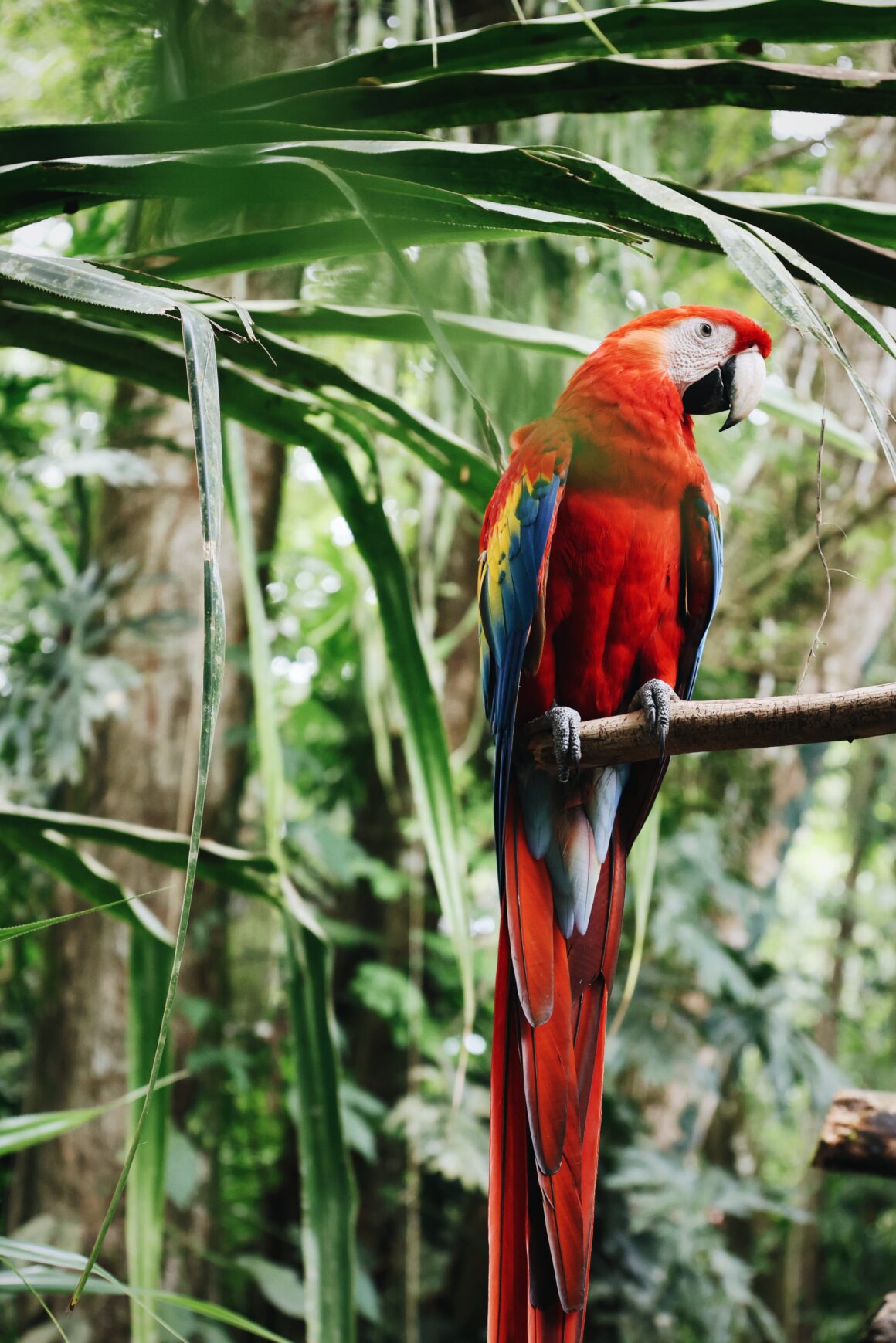 Blog voyage Sarapiqui