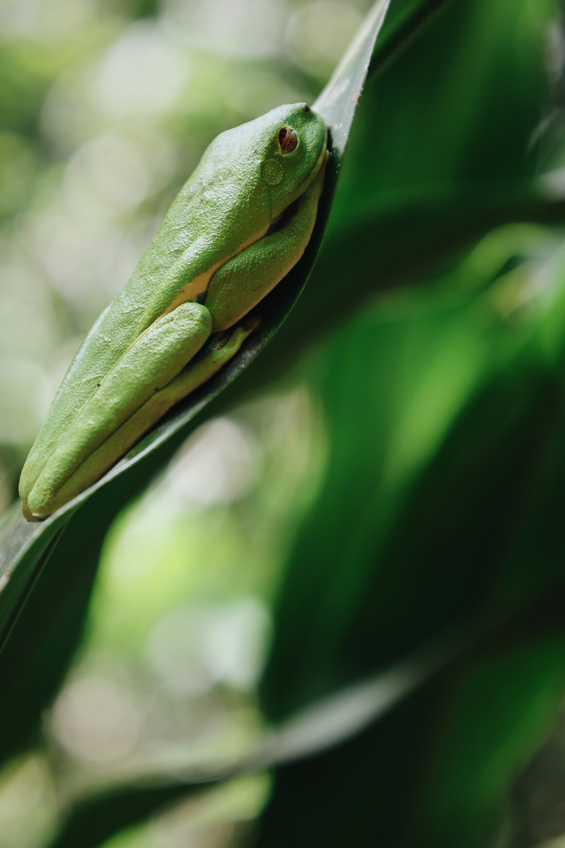 Blog voyage Sarapiqui