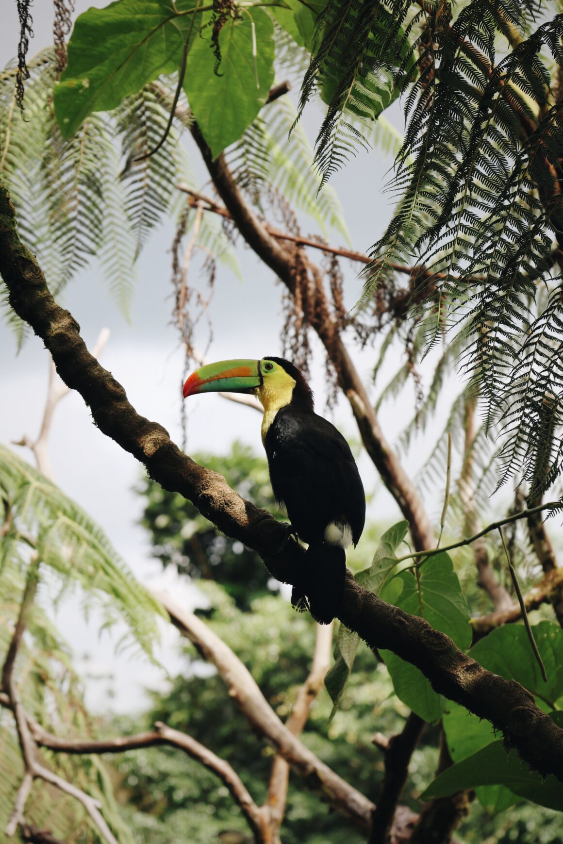 Voyage en famille au Costa Rica Rio Celeste Tenorio
