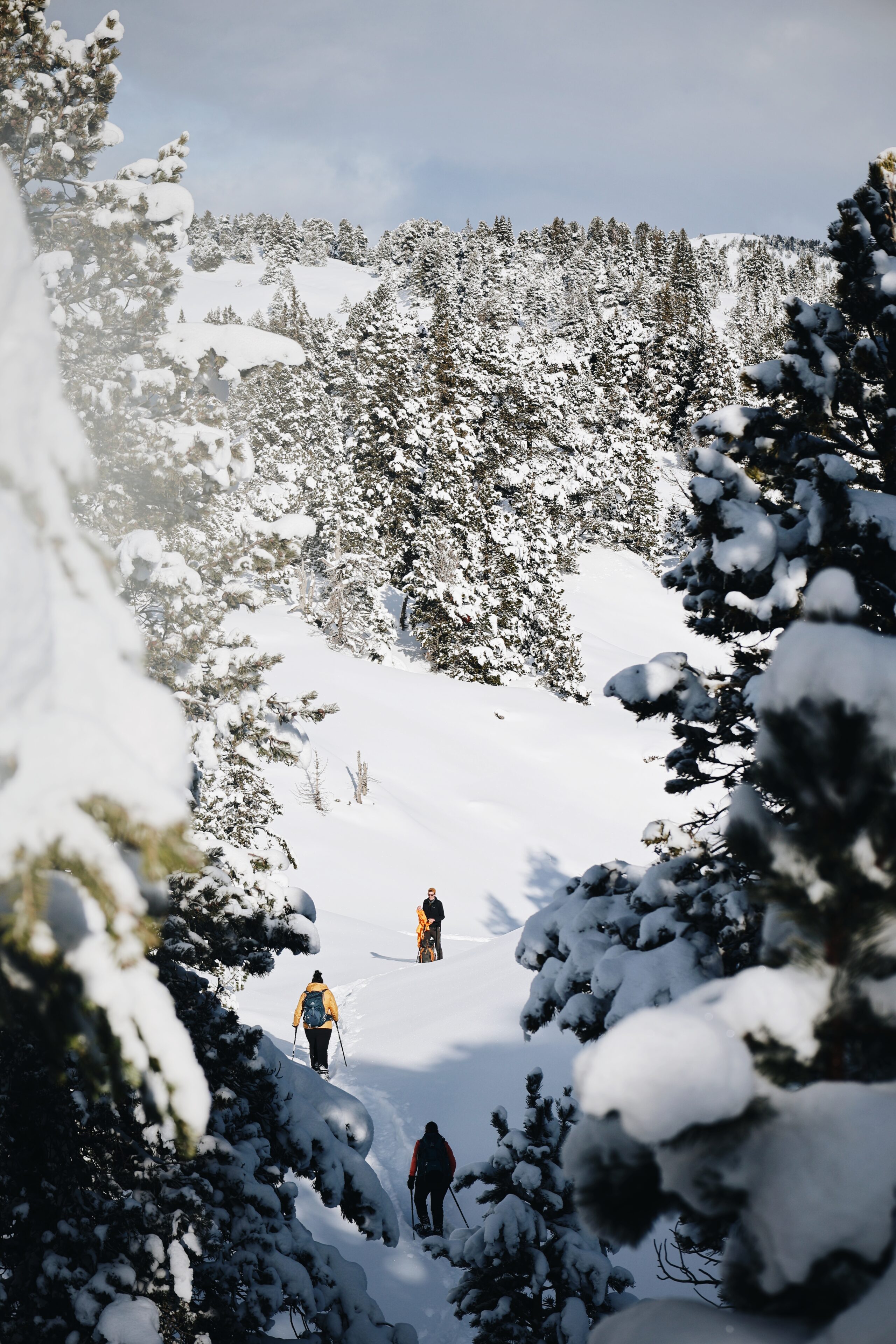 Le Vercors en hiver et en raquettes à neige